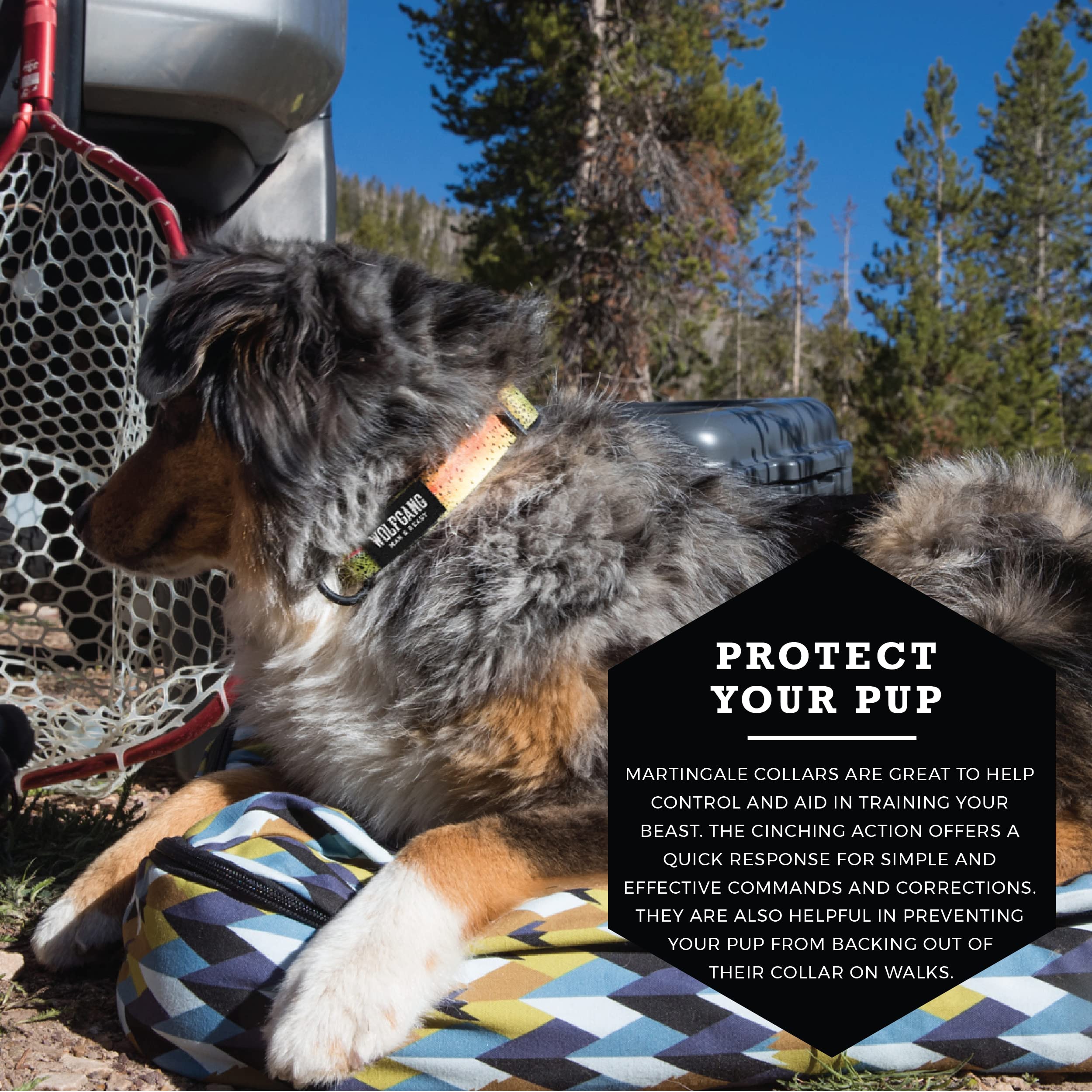 martingale collar wolfgang