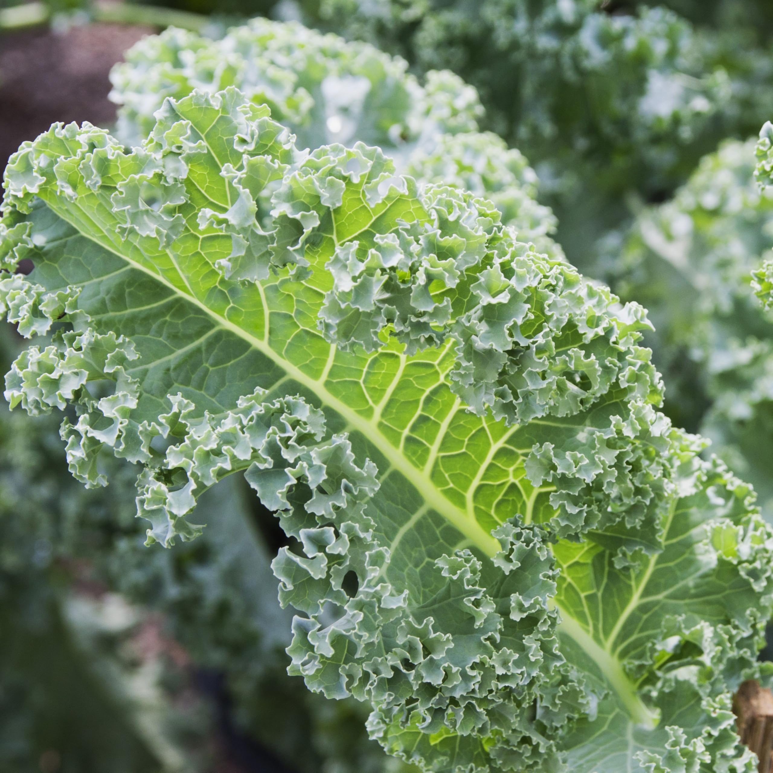 PREMIER SEEDS DIRECT - Kale - Borecole - VATES Blue Curled - 4.5 Grams