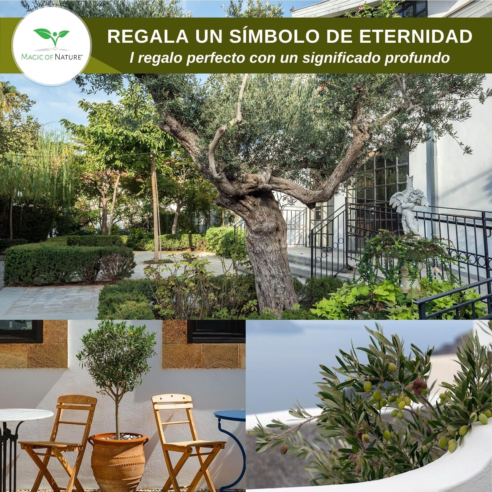 Magic of Nature Semillas de Olivo - 10 Ud. Olea europaea Olivo Mediterráneo para Jardín Balcón & Bonsái - Huesos de Árbol de Aceite Reales