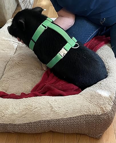 Miniatura 6 de Newly Designed Hog or Pig (dog) Harness Longer Backstrap (Large, Lime Green)