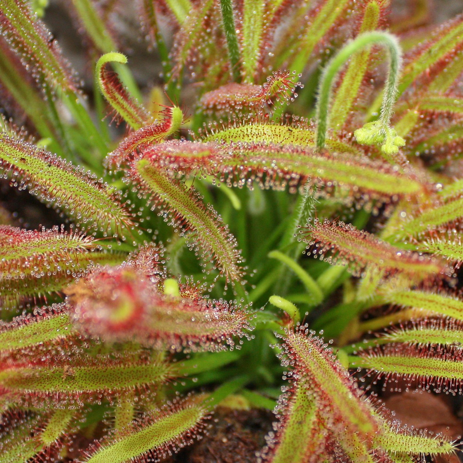 Plantes carnivores???Drosera capensis???Le Cap Dros?ra Rouge???8?? 12?cm.