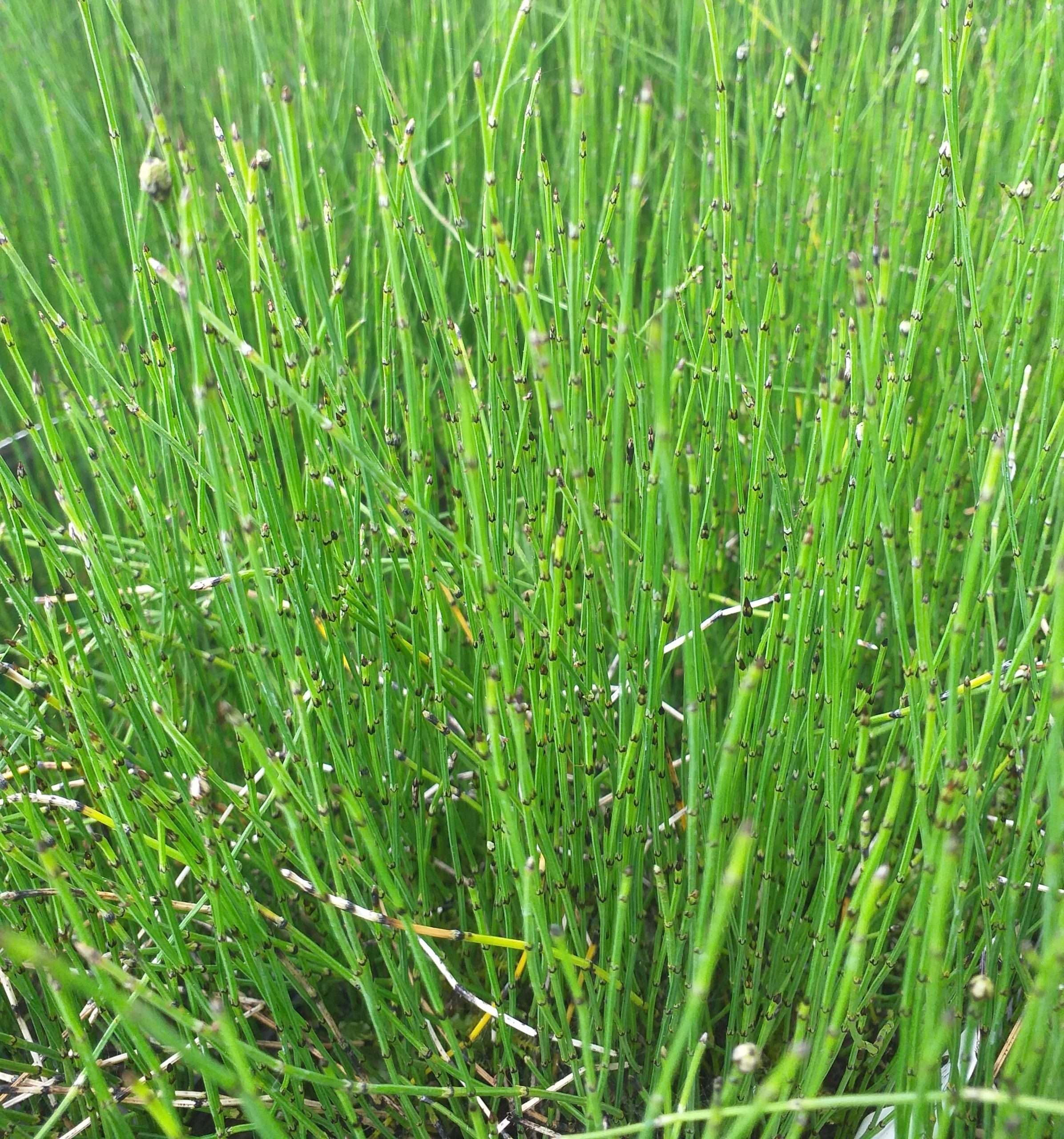Lincsplants - Equisetum scirpoides-1 / 1Ltr Potted