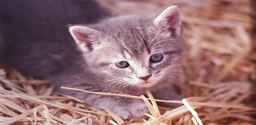 Animal Wallpaper 3D Free 2018