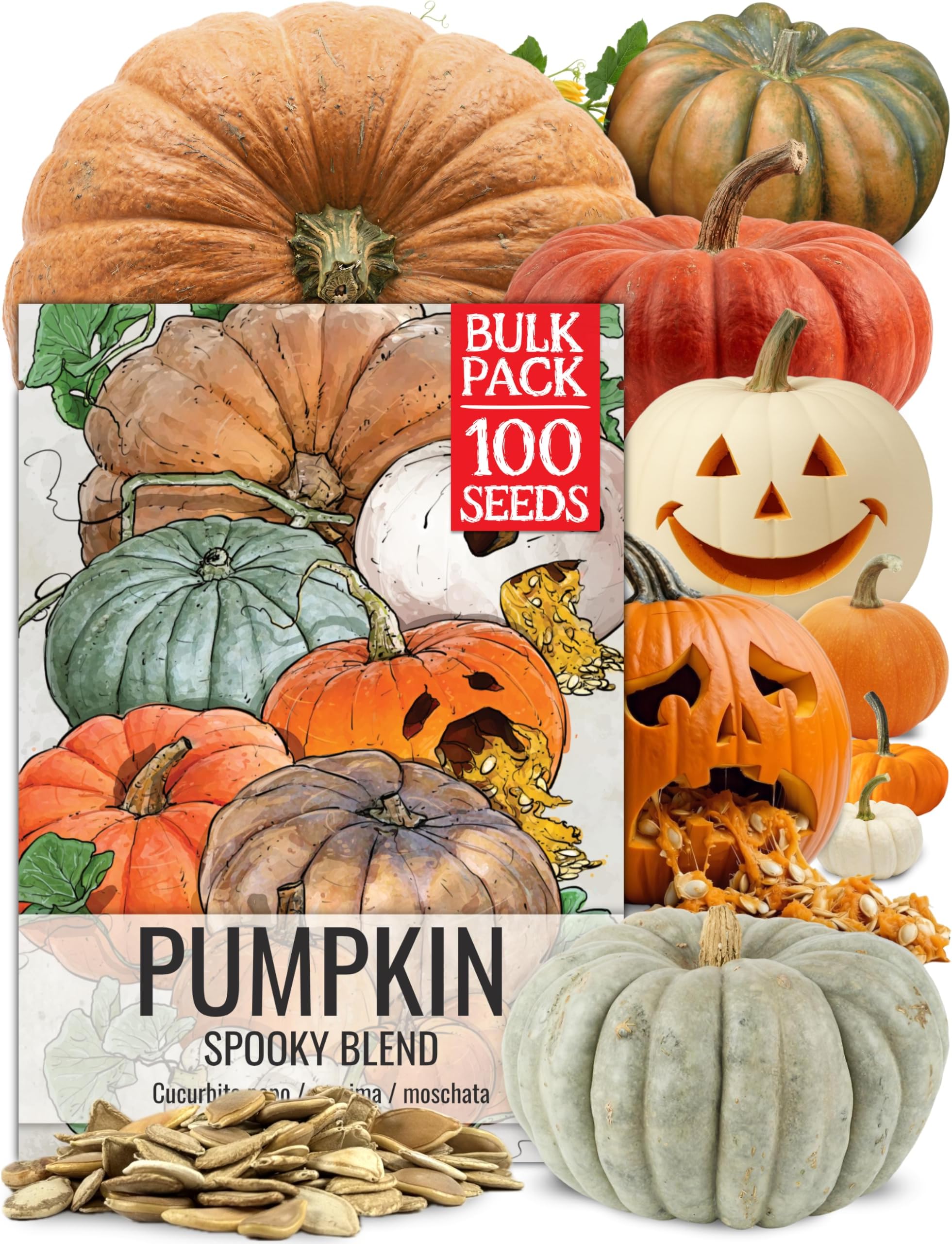 Seed Needs Pumpkin Seeds to Plant Specialty Spooky Blend |10+ Premium Varieties Lumina White, Baby Boo, Blue Jarrahdale, Cinderella & More! | Heirloom Non-GMO Untreated | Bulk
