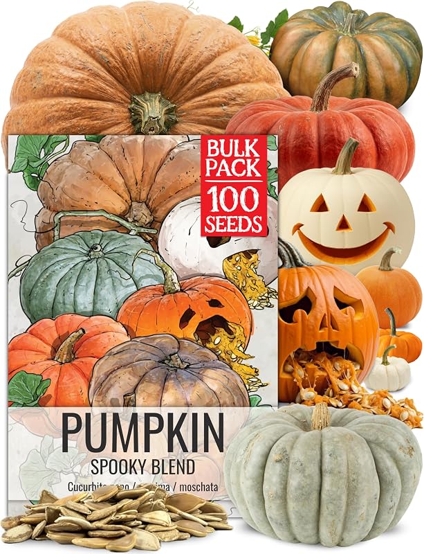 Seed Needs Pumpkin Seeds to Plant 100 Seeds Spooky Mix Non GMO Bulk Pack