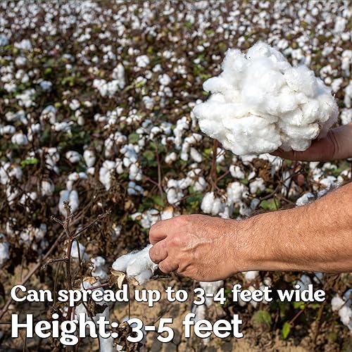 Miniatura 4 de KVITER 25 semillas de algodón blanco para plantar (Gossypium hirsutum) Planta de algodón real, semillas de algodón para cultivo, semillas de