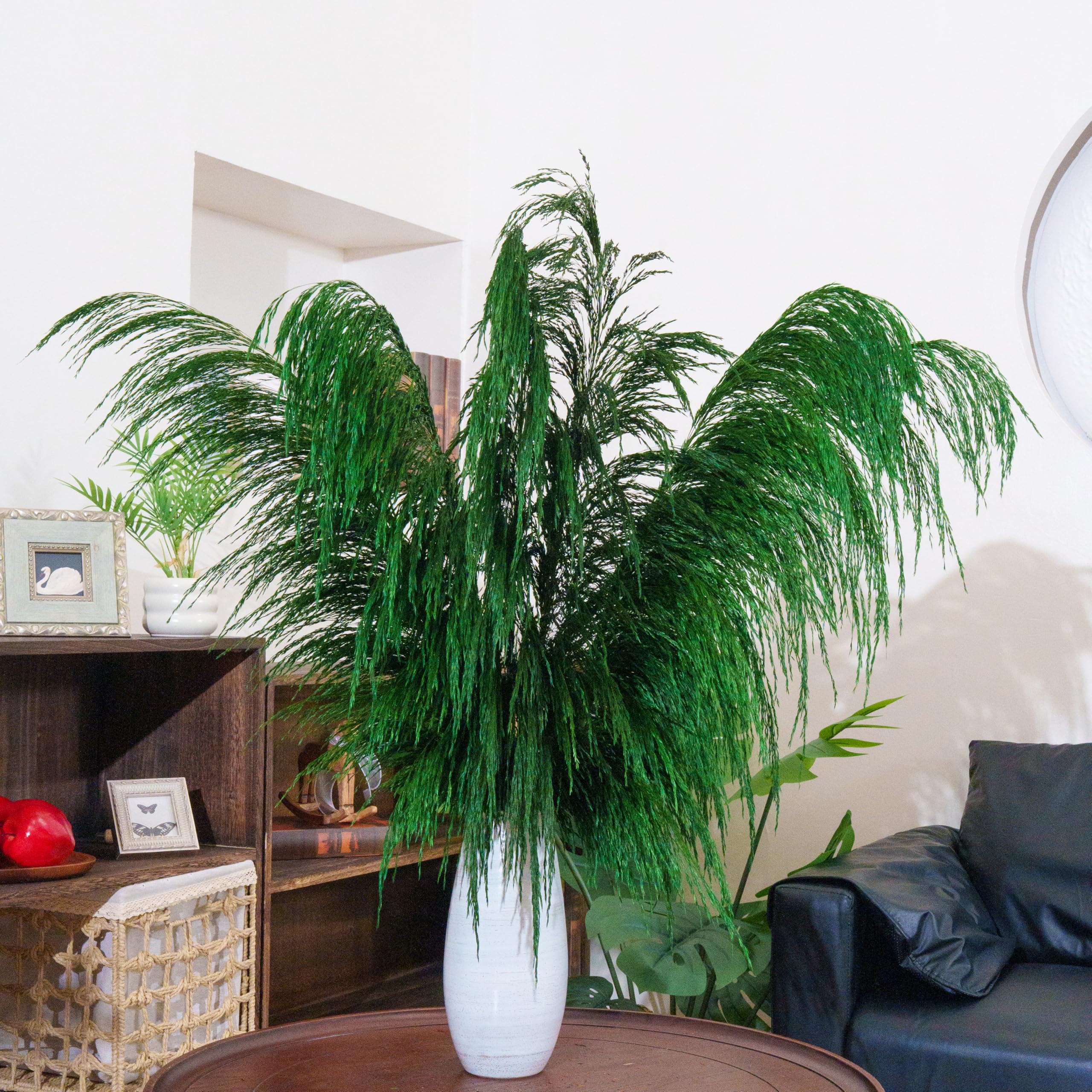 Lot de 8 Herbes de Pampa Vertes Séchées - 80 cm - Décoration Naturelle Salon - Plantes Séchées Parfumées - Style Bohème Chic - Intérieur Maison - Décoration Murale Élégante