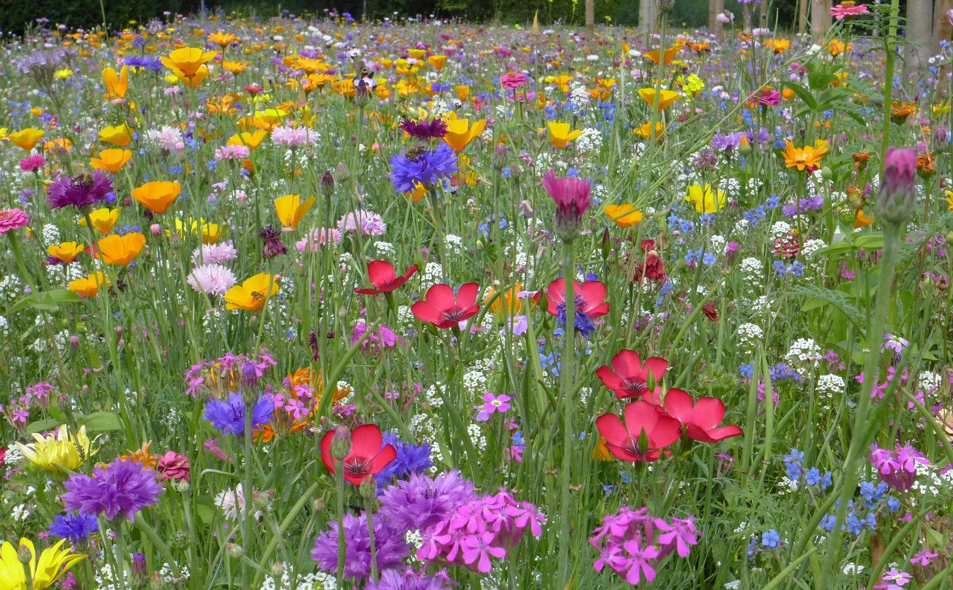 5kg Bienenweide Blumengarten Blumenmischung Blumenwiese für ca. 5000m² | Blumenmischung, Blumenwiese, für bis zu 5000m²
