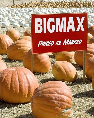 Miniatura 2 de 20 semillas de calabaza Big Max para plantar  Semillas vegetales de primera calidad cultivadas en Estados Unidos sin OMG para plantar  Cultiva