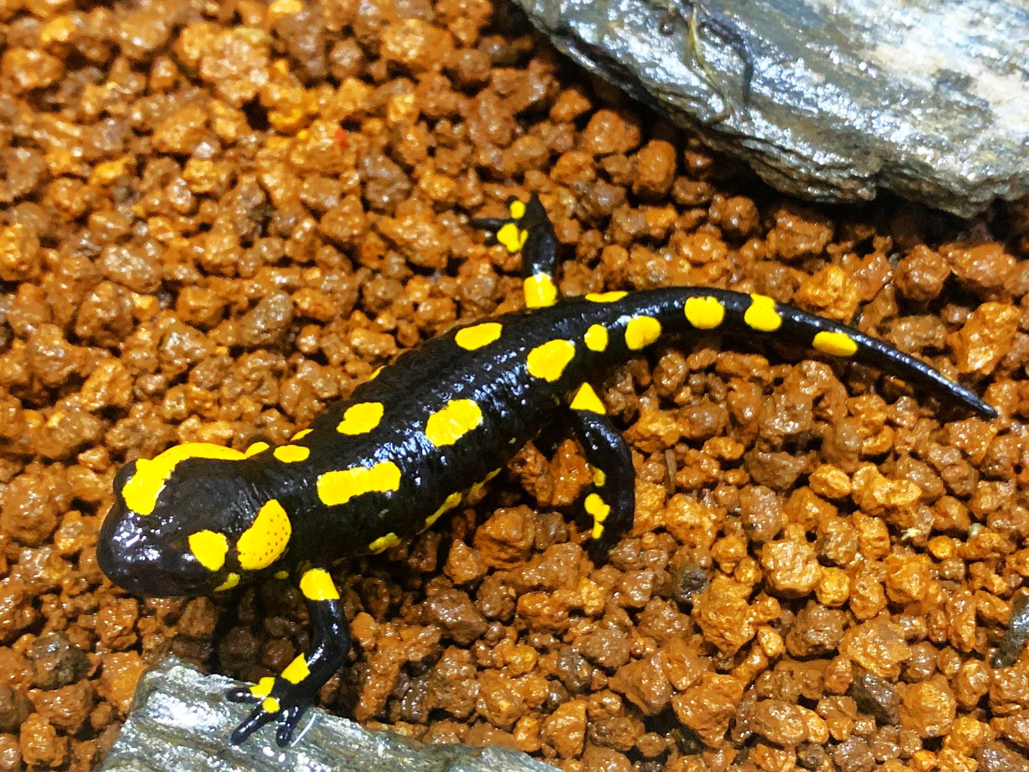 Amazon | 【生体】テレストリスファイアサラマンダー 1匹 Aグレード