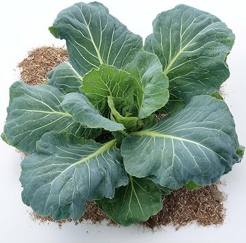 1000+ Collard Greens Seeds for Planting - Champion - Compact, Slow Bolting - Open-Pollinated, Non-GMO, USA Grown - by RDR Seeds