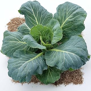 1000+ Collard Greens Seeds for Planting - Champion - Compact, Slow Bolting - Open-Pollinated, Non-GMO, USA Grown - by RDR Seeds