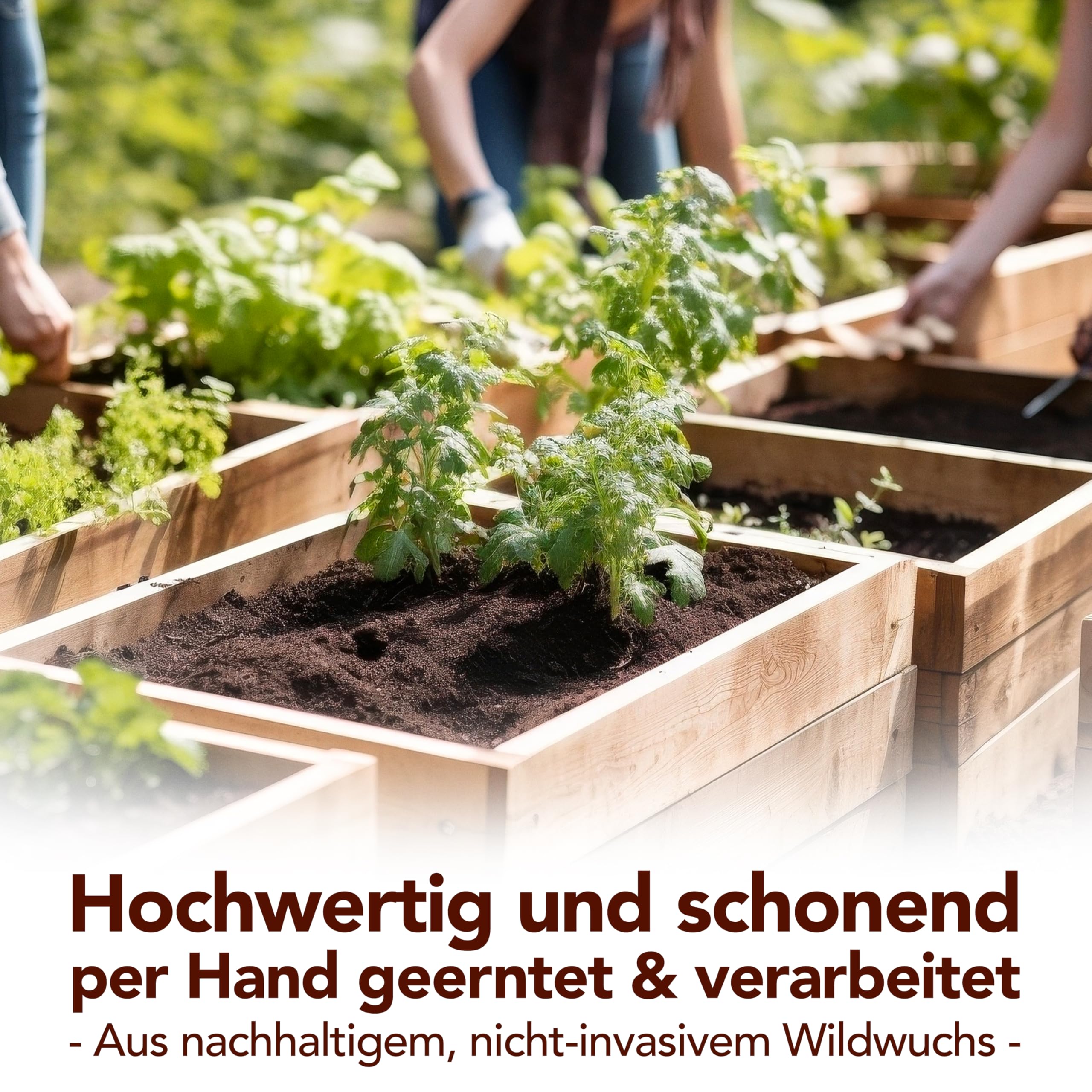 Premium Artemisia Annua 50ml • 100% reines Naturprodukt • Original Einjähriger Beifuß Auszug • alkoholfrei • Frische Ernte per Hand verarbeitet • von deutschem Familienbetrieb