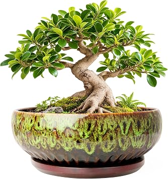 Bonsai Pots, 10 Inch Large Plant Pots with Drainage Tray, Succulent Pots
