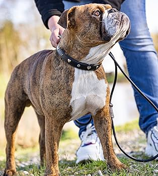 Collare Per Cani Jack &amp; Russell In Pelle Di Bufalo - Intagliato A Mano, Taglia L (40-49.5cm)