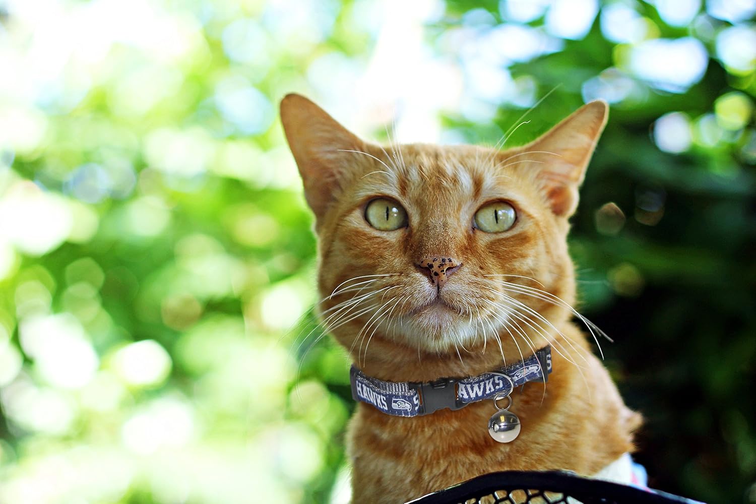 Pets First COLLAR for CATS - NFL SEATTLE SEAHAWKS CAT COLLAR. - Strong & Adjustable FOOTBALL Cat Collars with Metal Jingle Bell
