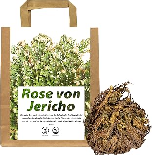 IFLO Juego de rosas de Jericho XL, gran selaginella lepidophylla, planta de resurrección real, rosa del desierto, fácil de limpiar, decoración de plantas de interior (un solo tubérculo XL, tamaño