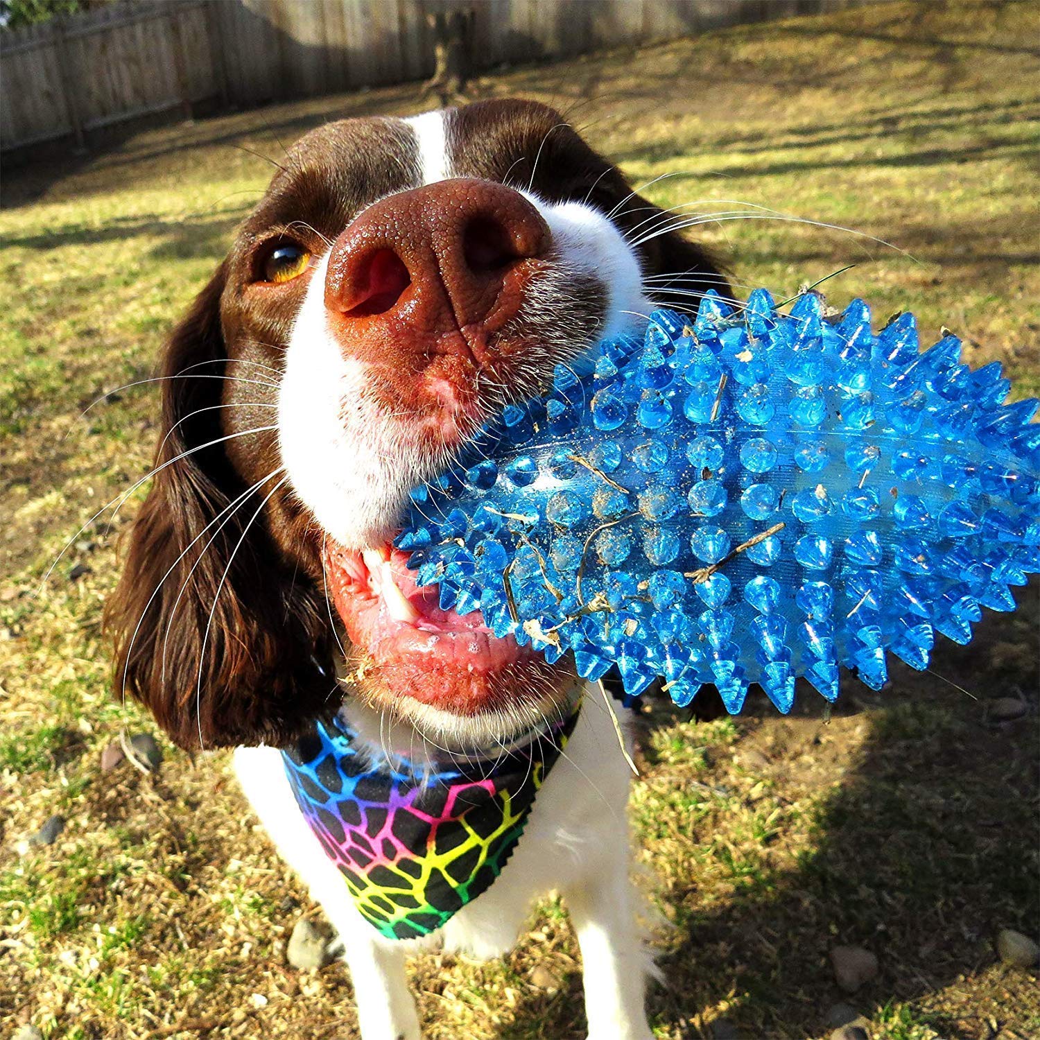 RvPaws Spiky Squeaker Football Dog Toy - Large, Cleans Teeth and Promotes Good Dental and Gum Health for Your Pet, Colors May Vary (B09F991WH1) Amazon Price History, Amazon Price Tracker
