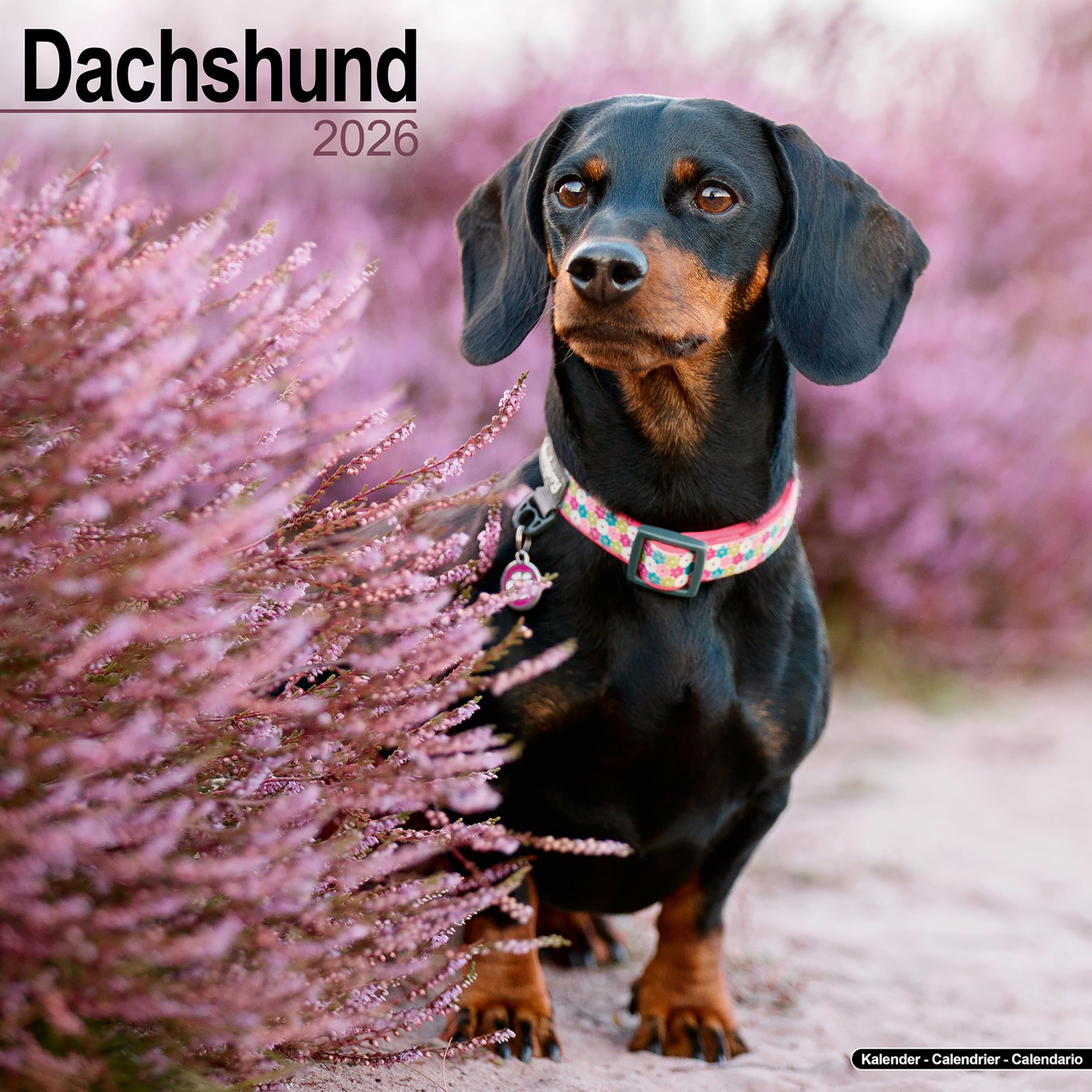 Dachshund Calendar 2026, Wall Calendars, Month To View, Dogs, Gift