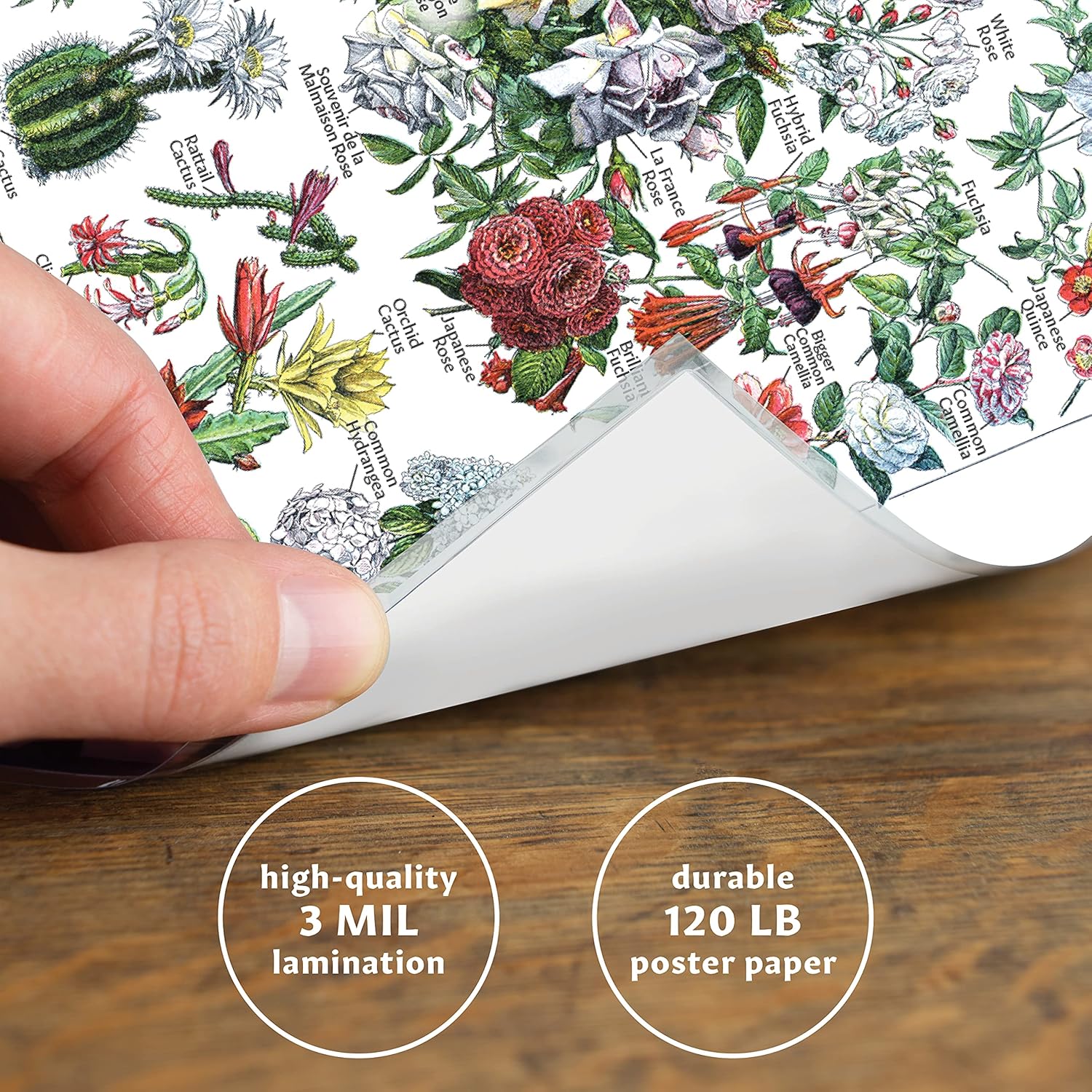 Vintage Flower Poster Prints - Floral Botanical Identification Reference Chart Volume 1 & 2 (LAMINATED, 18" x 24"): Posters & Prints