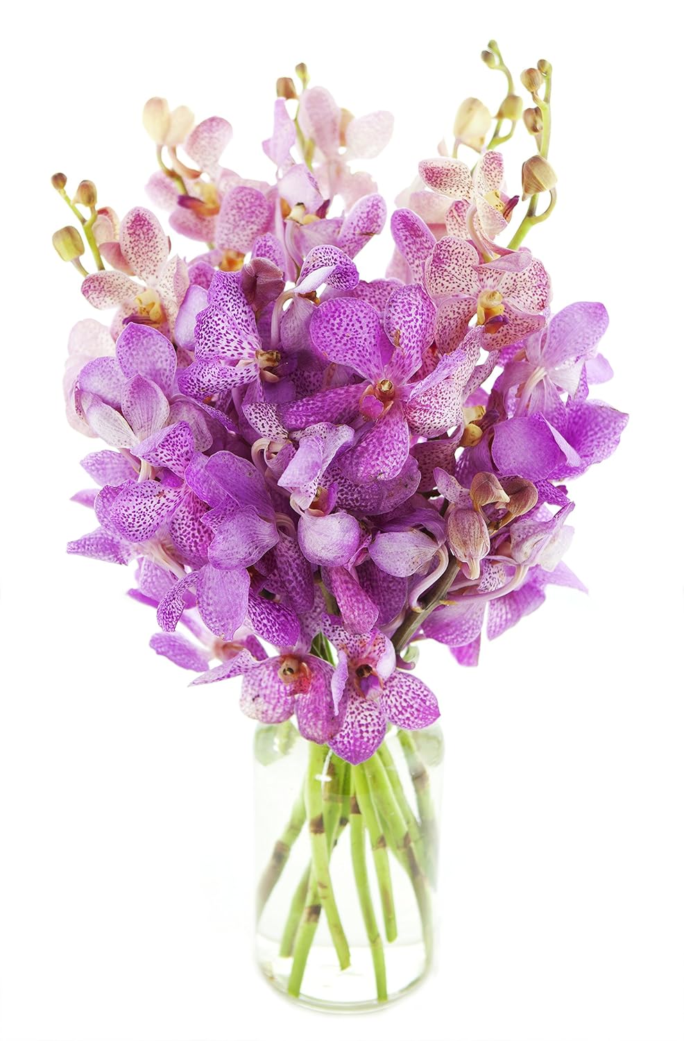 KaBloom PRIME NEXT DAY DELIVERY - Mother’s Day Collection - Spring Easter Collection - Fuchsia Orchid Bouquet (10 stems) with Vase. Gift for Birthday, Get Well, Mother’s Day Fresh Flowers