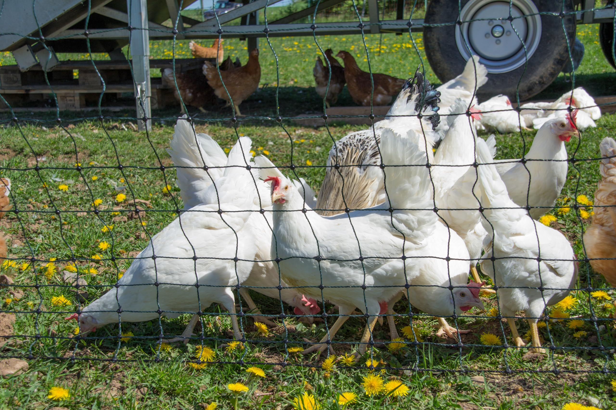 horizont easyLine Clôture pour poulets 50 m de long, 110 cm de haut – 14 piquets en fibre de verre à double pointe – Verte, clôture pour volaille sans électricité, clôture mobile, clôture électrique