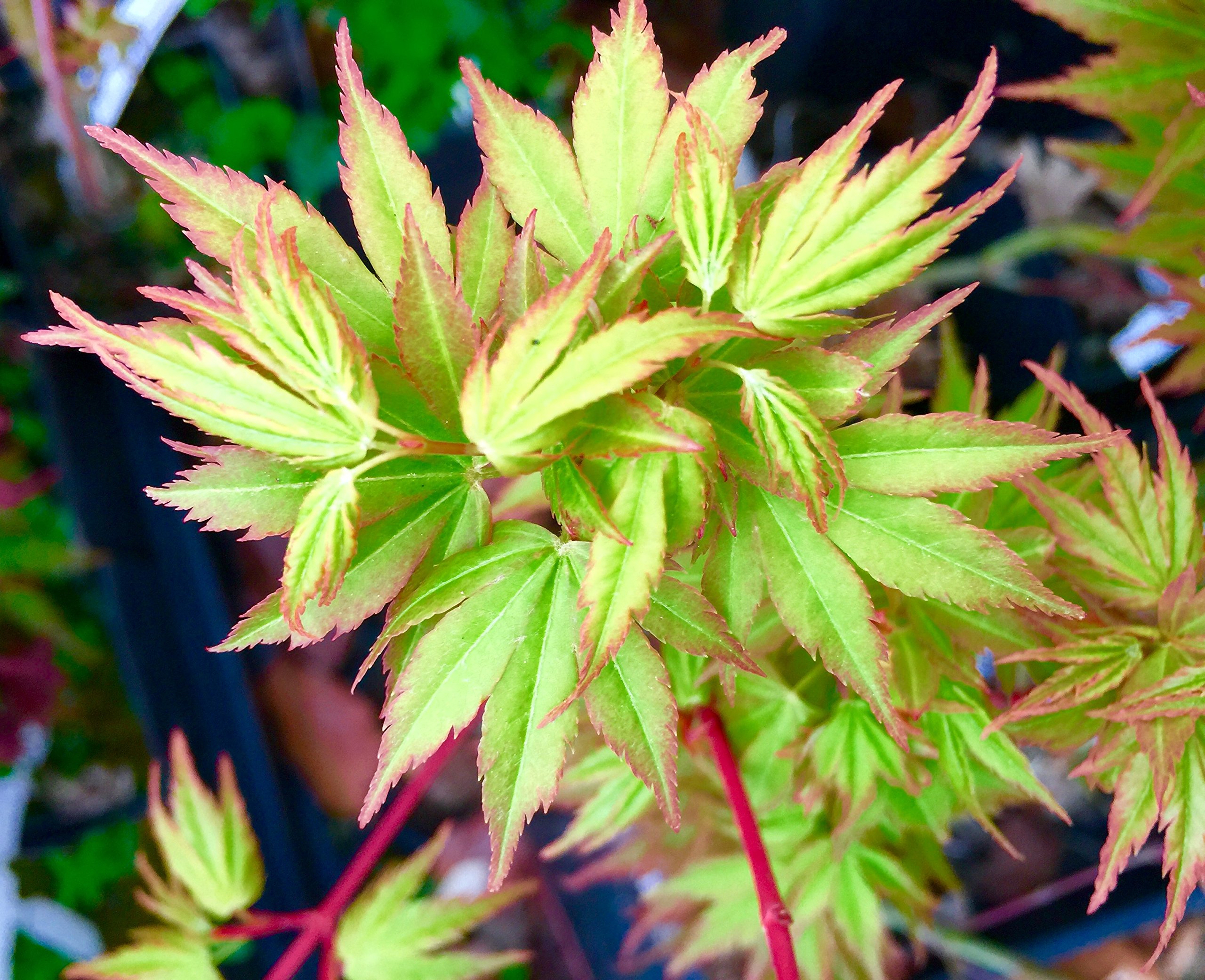 Amazon.com : Sazanami Japanese Maple 3 - Year Live Plant : Patio