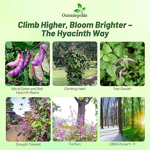 Outsidepride 100 semillas perennes Dolichos Lablab Hyacinth Bean Vine & Flower Seed Mix para plantar