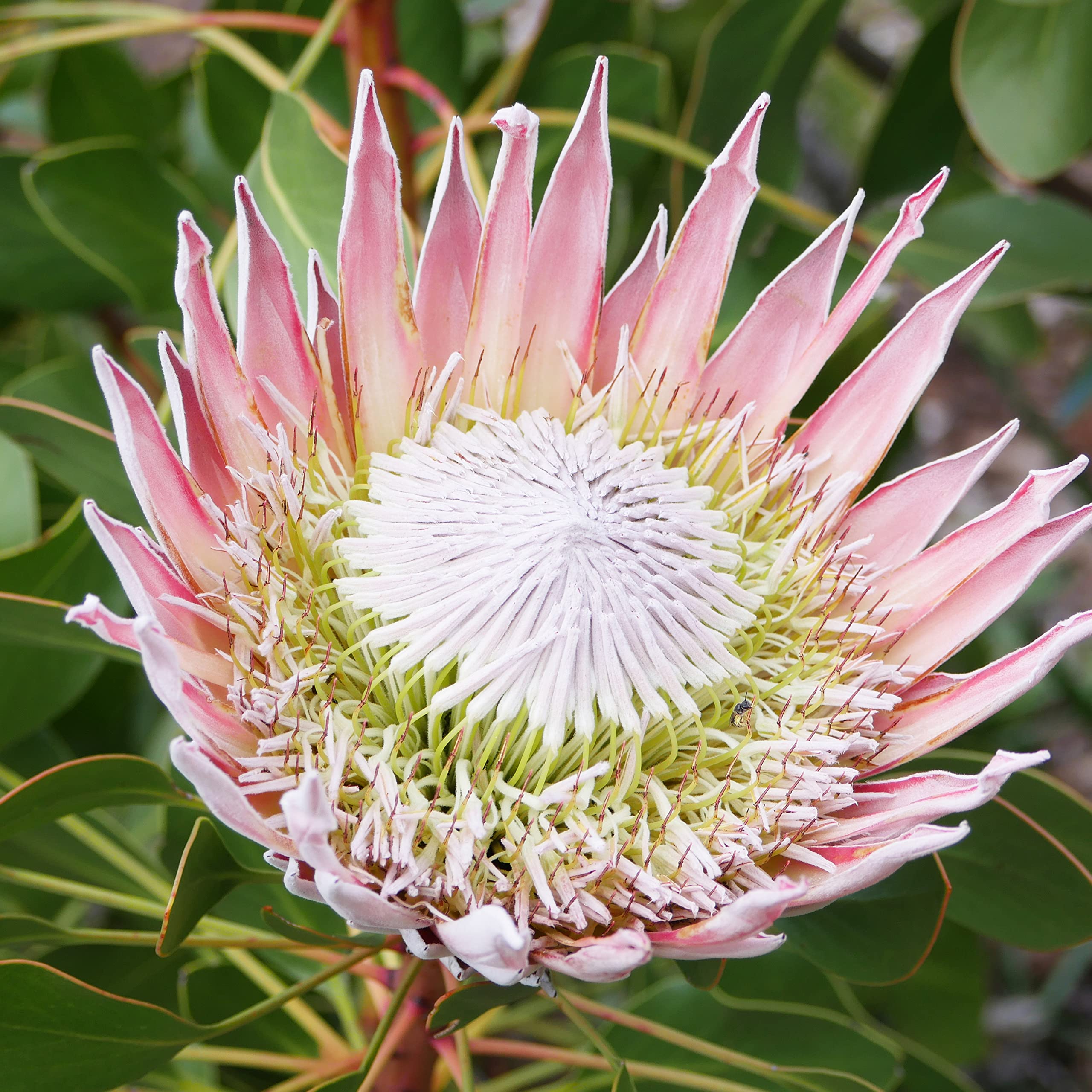 KENTIS - Protea Pink King - Protea-Bltenpflanze - Echte  Outdoor-Gartenpflanzen - H 40-50 cm Topf  17 cm : Amazon.de: Garten