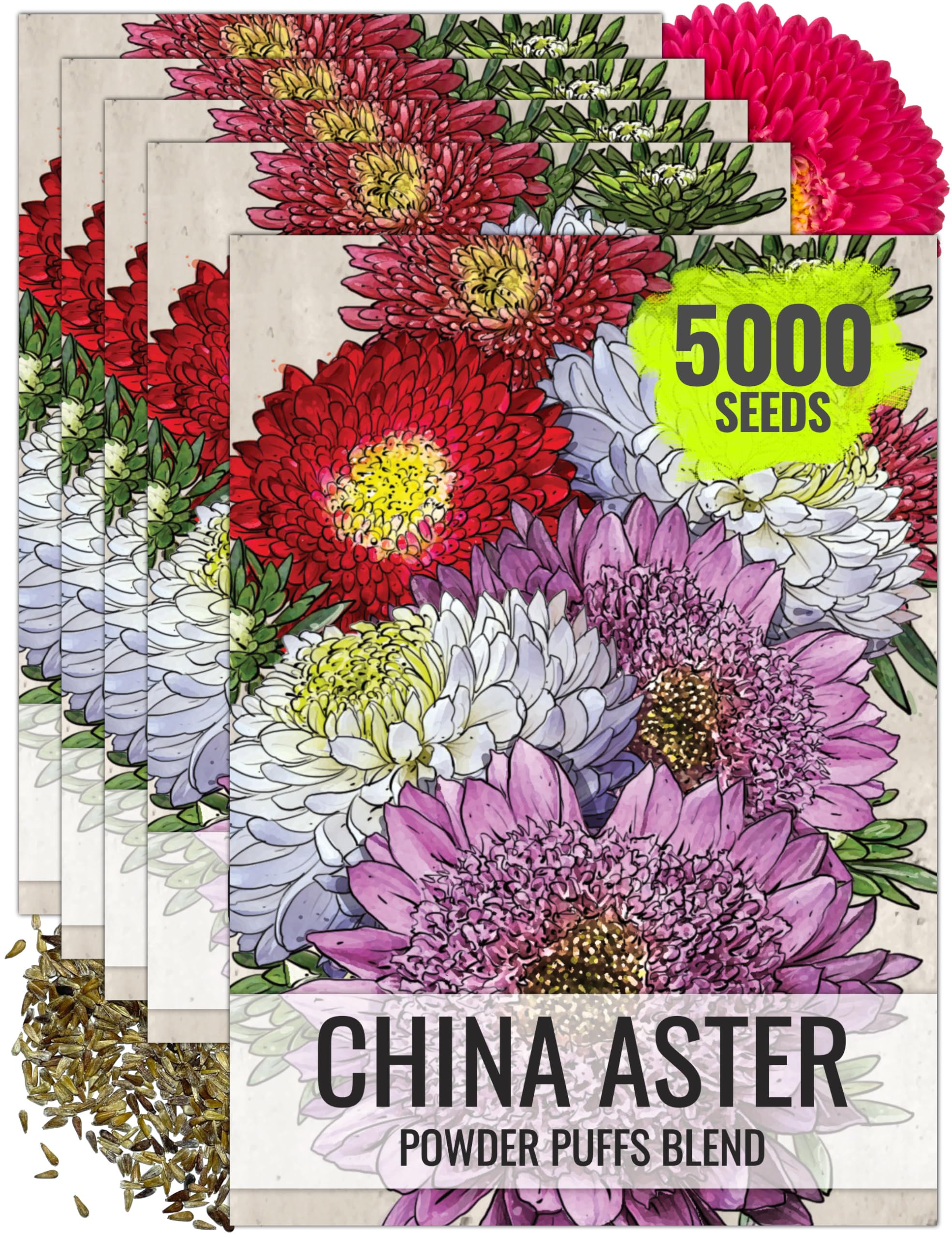 Seed Needs Powder Puffs China Aster Seeds