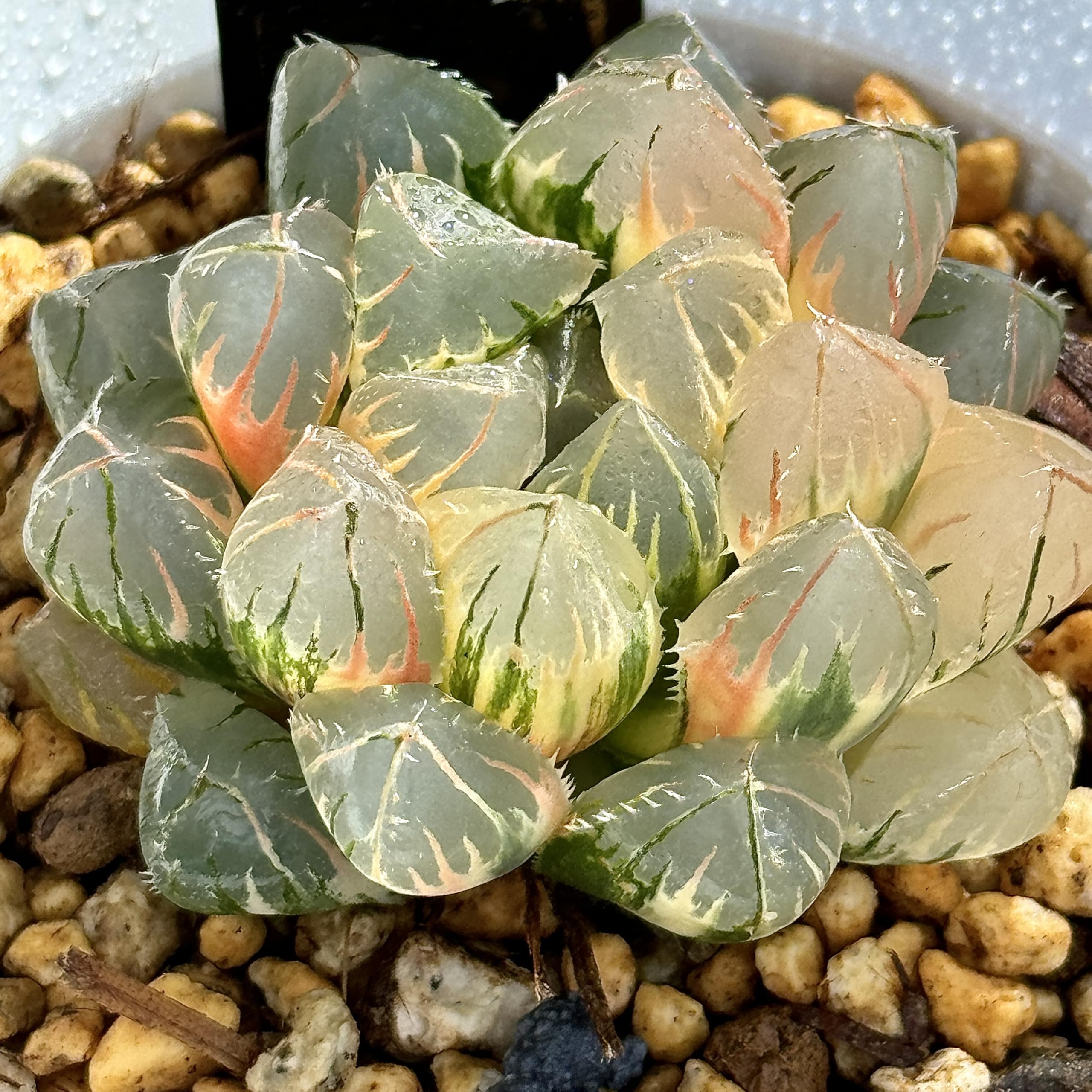 Amazon｜多肉植物 観葉植物 ハオルチア ハオルシア OHオブツーサ