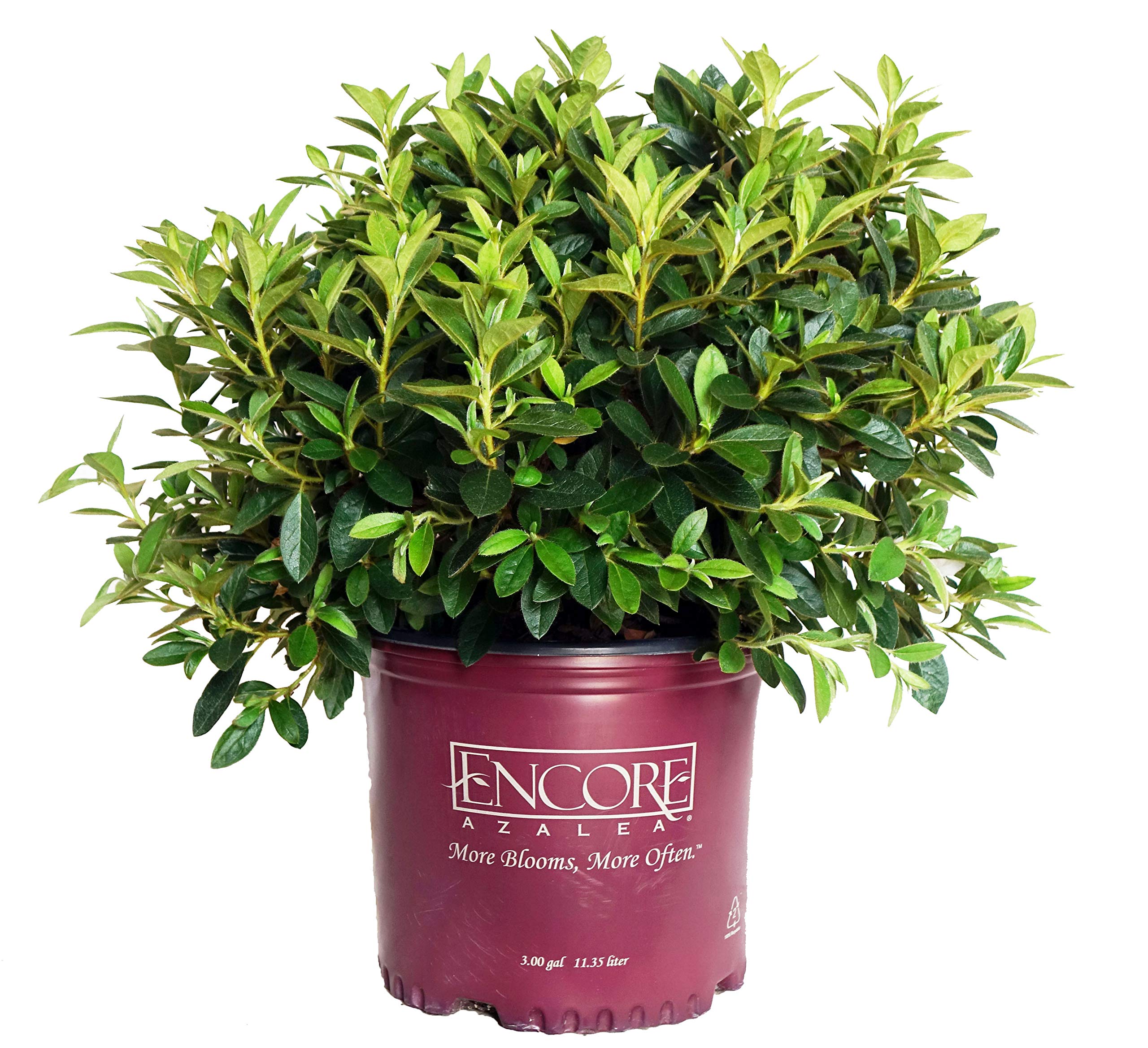 Azalea Encore Autumn Lily (Reblooming Azalea) Shrub, RB white/blush, #3 - Size Container #3 Size...