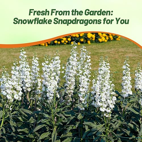 Miniatura 7 de Outsidepride 5000 semillas anuales de copo de nieve blanco Snapdragon semillas de flores para plantar