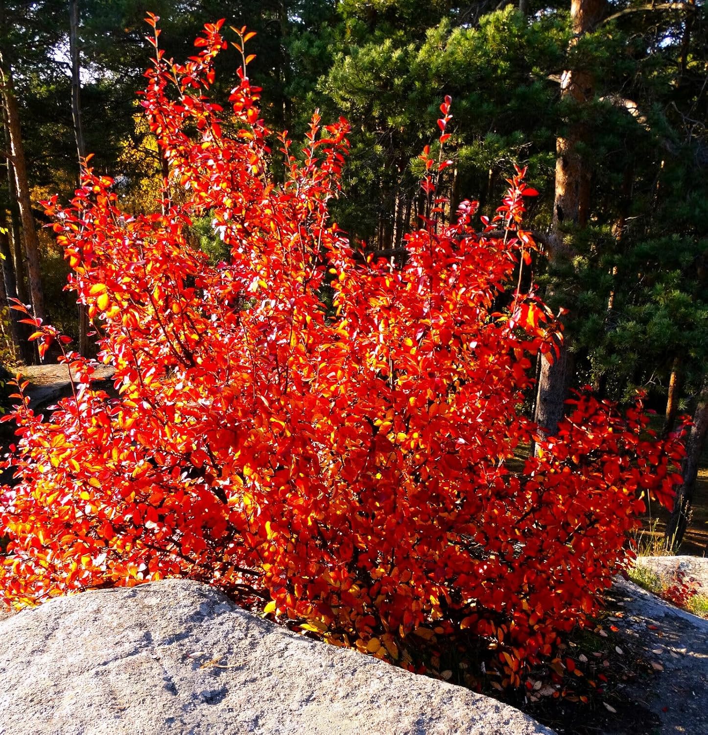 Amazon.com : DESBEBE Live Plant - Autumn Brilliance Serviceberry- Red ...
