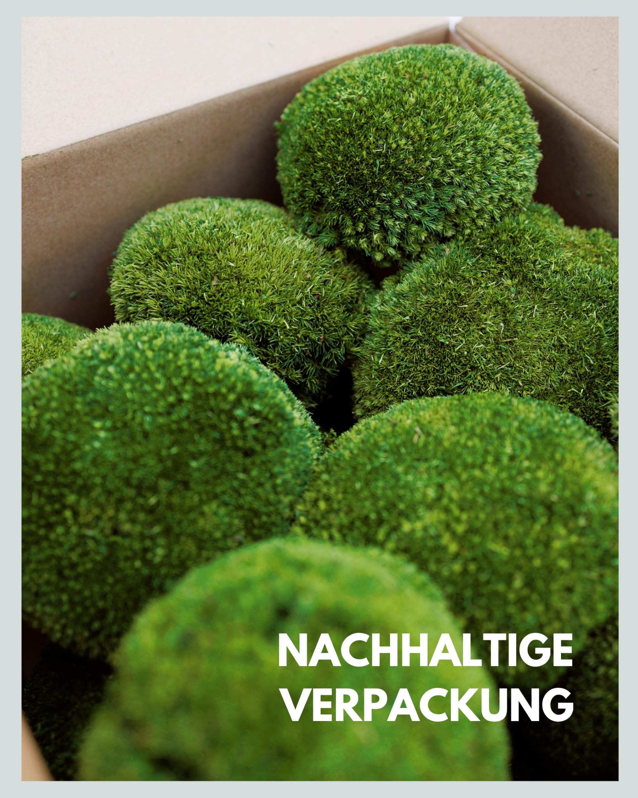 Mia Milano Kugelmoos naturgrün konserviert | 500g Echtes Bollenmoos für Moosbilder | Haltbares Moos zum Basteln | Wetterfestes naturgrünes Islandmoos