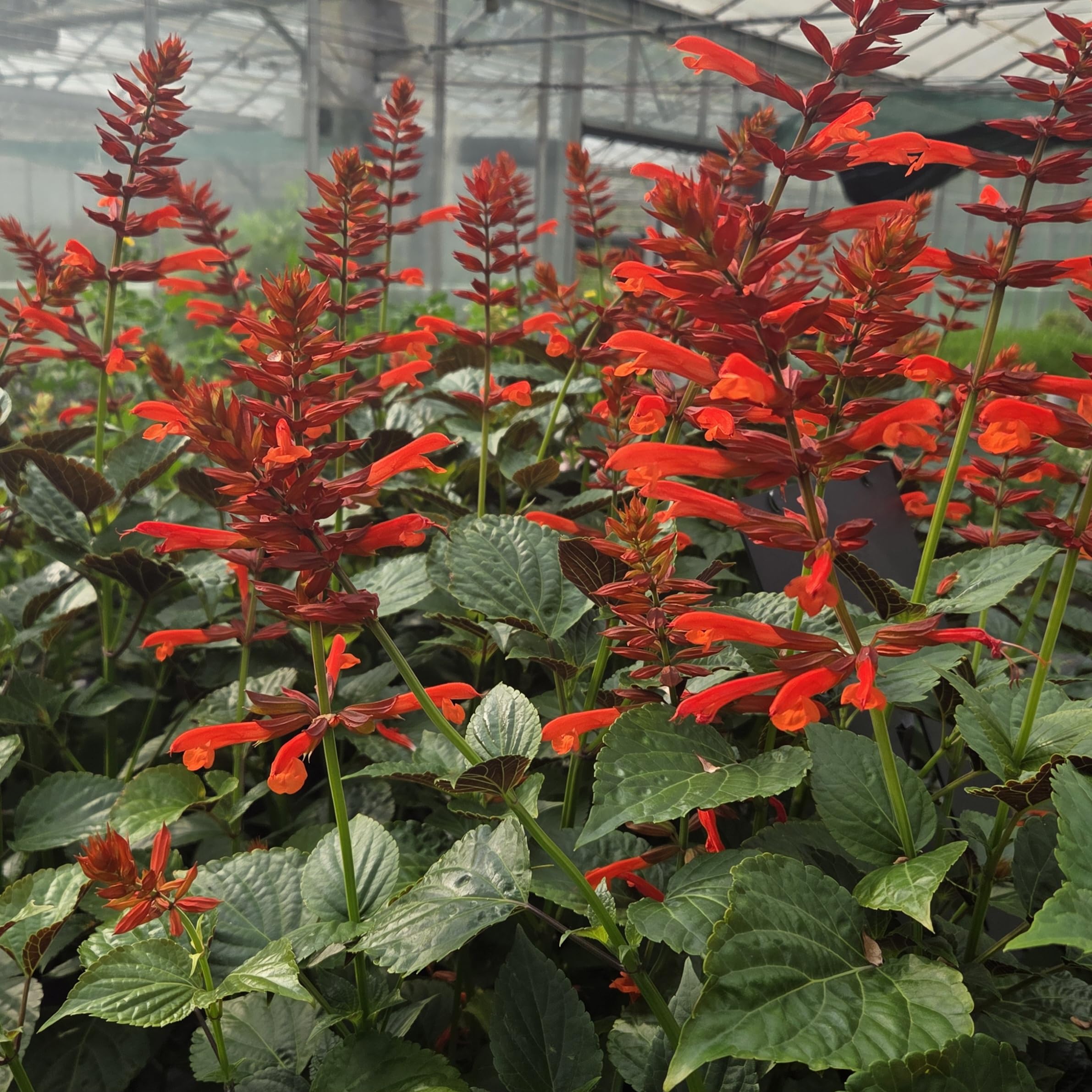Salvia 'Tropicolor Carmine'- Salvia That is Ready to Plant Out- Comes Back Every Year (Hardy) - Flowers from Summer to Autumn- Loved by Bees (Middleton Nurseries) (3X 1 Litre(13cm Pot))
