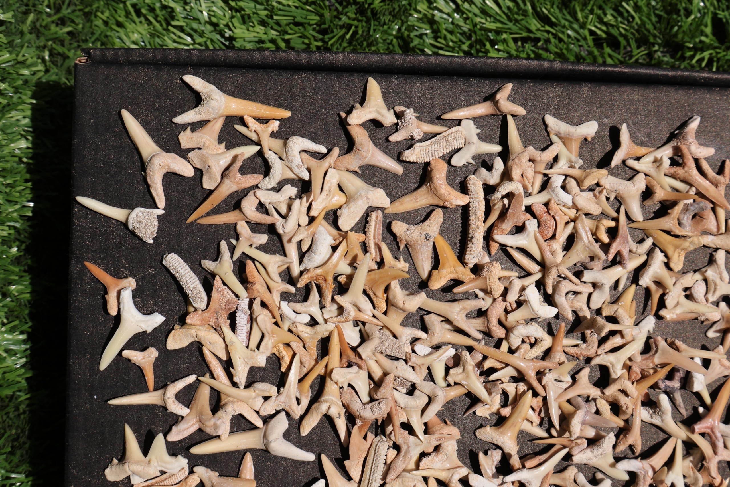 Great Collection of Shark Teeth Fossil Shark Teeth Fossils for Kids Fossils from Morocco A251