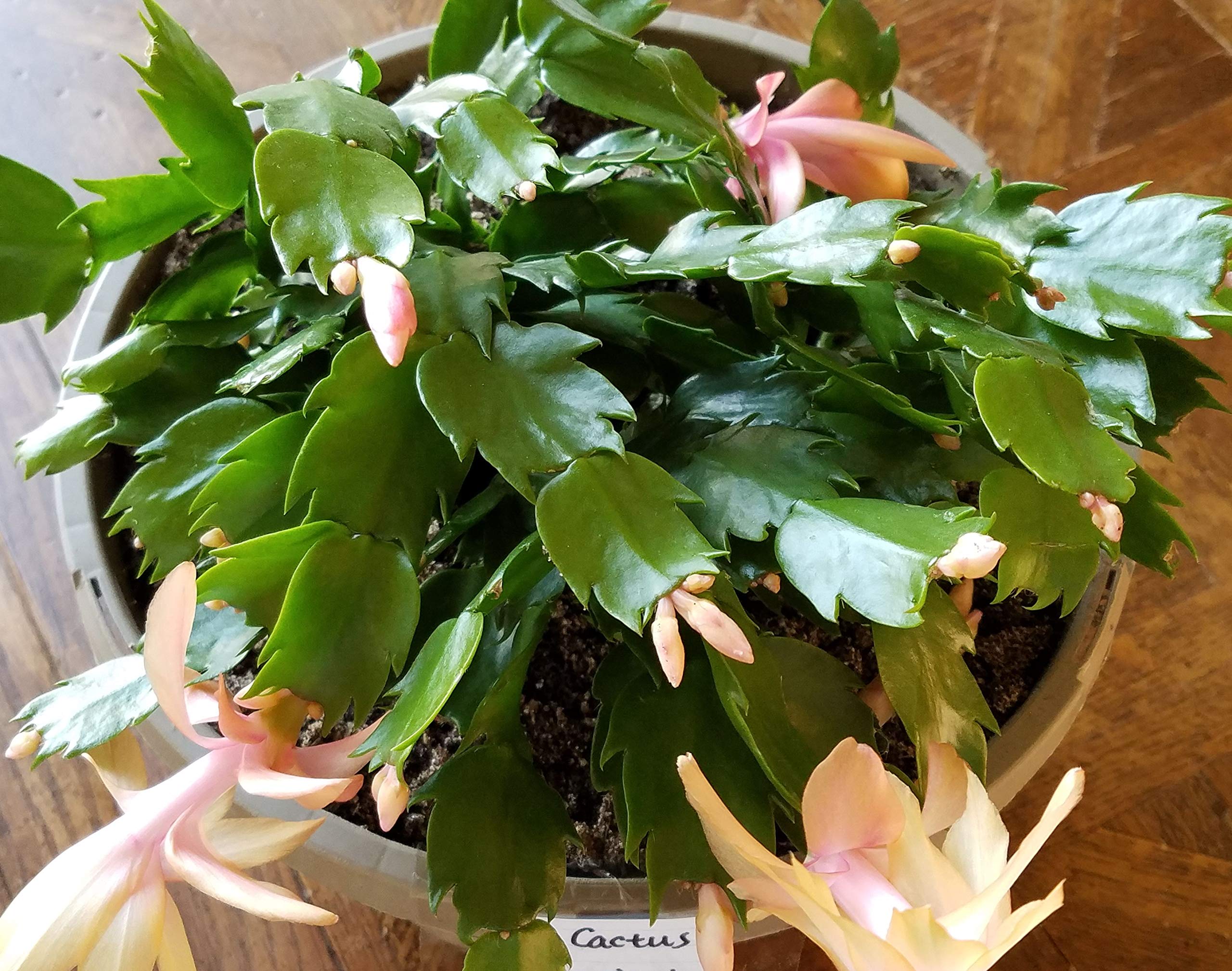 Amazon.com : 3 Cuttings (unrooted) from Apricot Christmas Cactus
