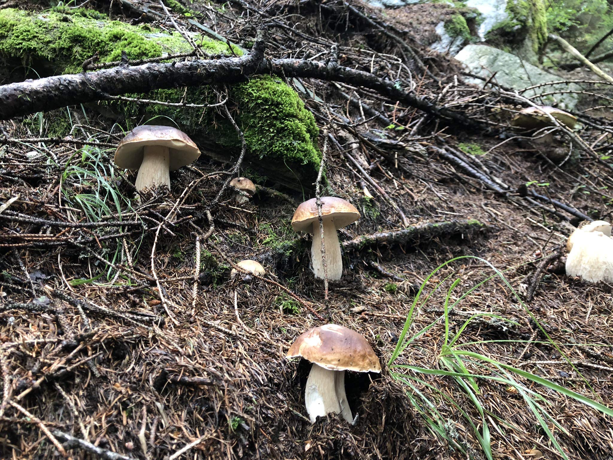 Scherini Valtellina - Raffinati funghi Porcini secchi per buongustai 450g COMMERCIALI