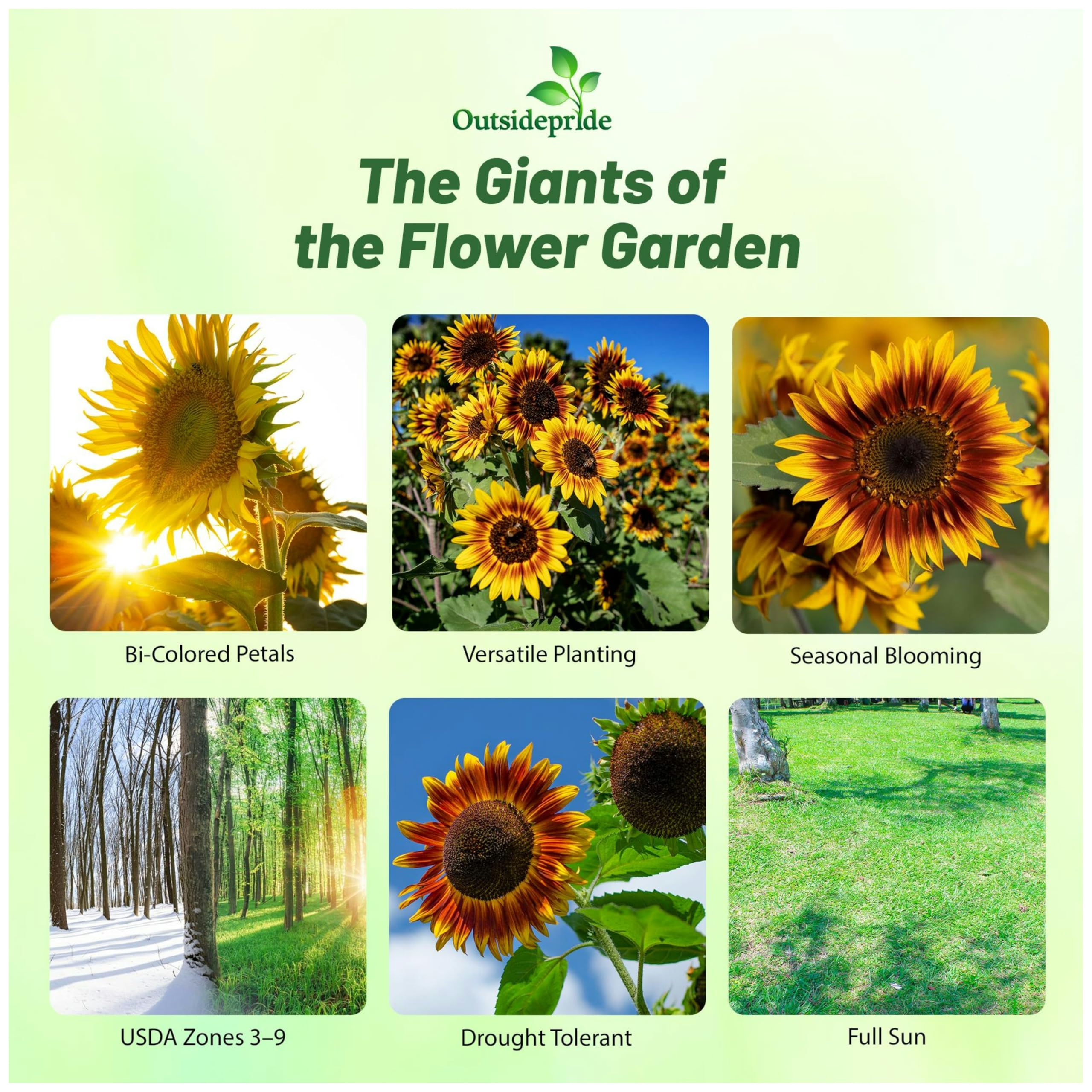 Amazon.com : Outsidepride Joker Sunflower Seeds for Planting - 100