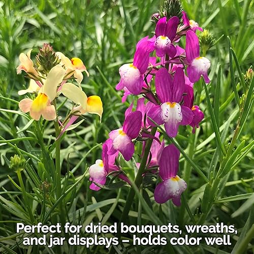 Miniatura 7 de KVITER 5,500 semillas de mezcla de ramo de hadas de snapdragon (Linaria Maroccana)  Conocidas como gallo de tomate, semillas autóctonas y orgánicas