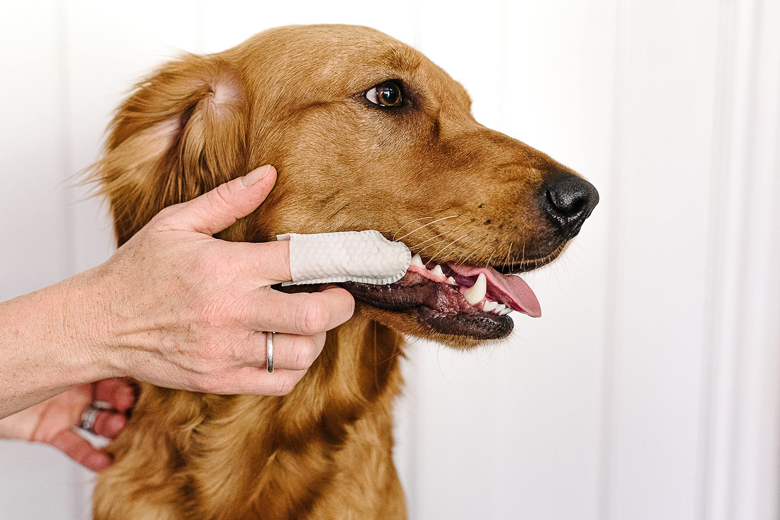 Pet Wiz Lingettes dentaires à l'huile de Menthe Verte pour Chiens et Chats Élimine la Plaque Dentaire et Le tartre, Soin des gencives et Aucun rinçage nécessaire.