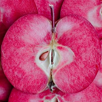 Apple Tree ‘Baya Marisa’ – Red-Fleshed Sweet and Juicy Apple, Crimson Spring Blossom, Perfect for Eating, Cooking, or Pink Juice - 3X 9cm Potted Plants by Thompson & Morgan