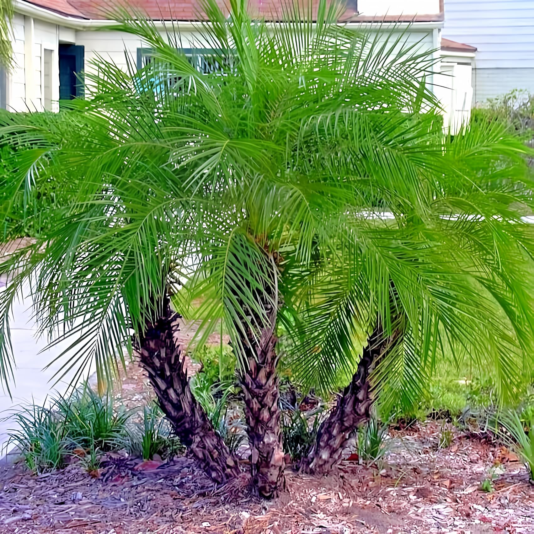 Dwarf Pygmy Date Palm Tree Seeds (Phoenix roebelinii) Great Indoor Houseplant (10 Seeds)