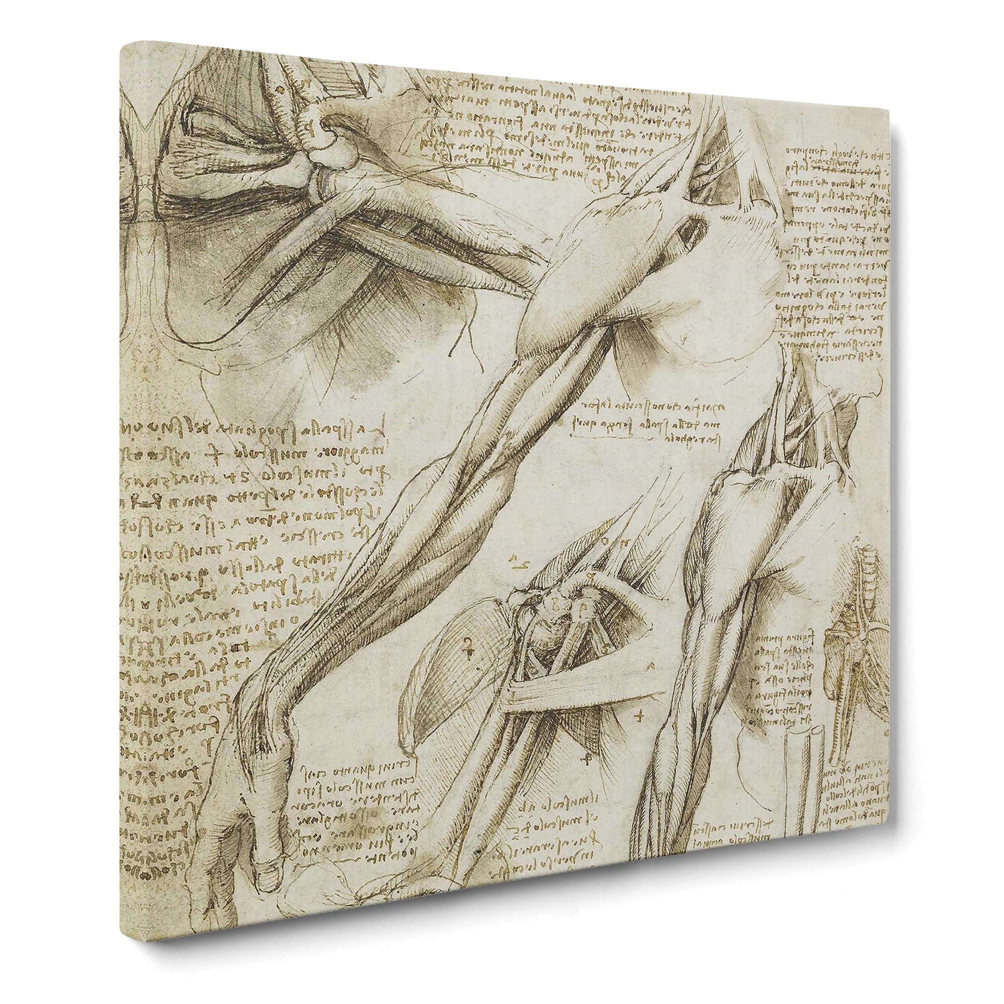 Human Anatomy Vol.1 by Leonardo da vinci Canvas Print, Mixed, 35L x 35W cm