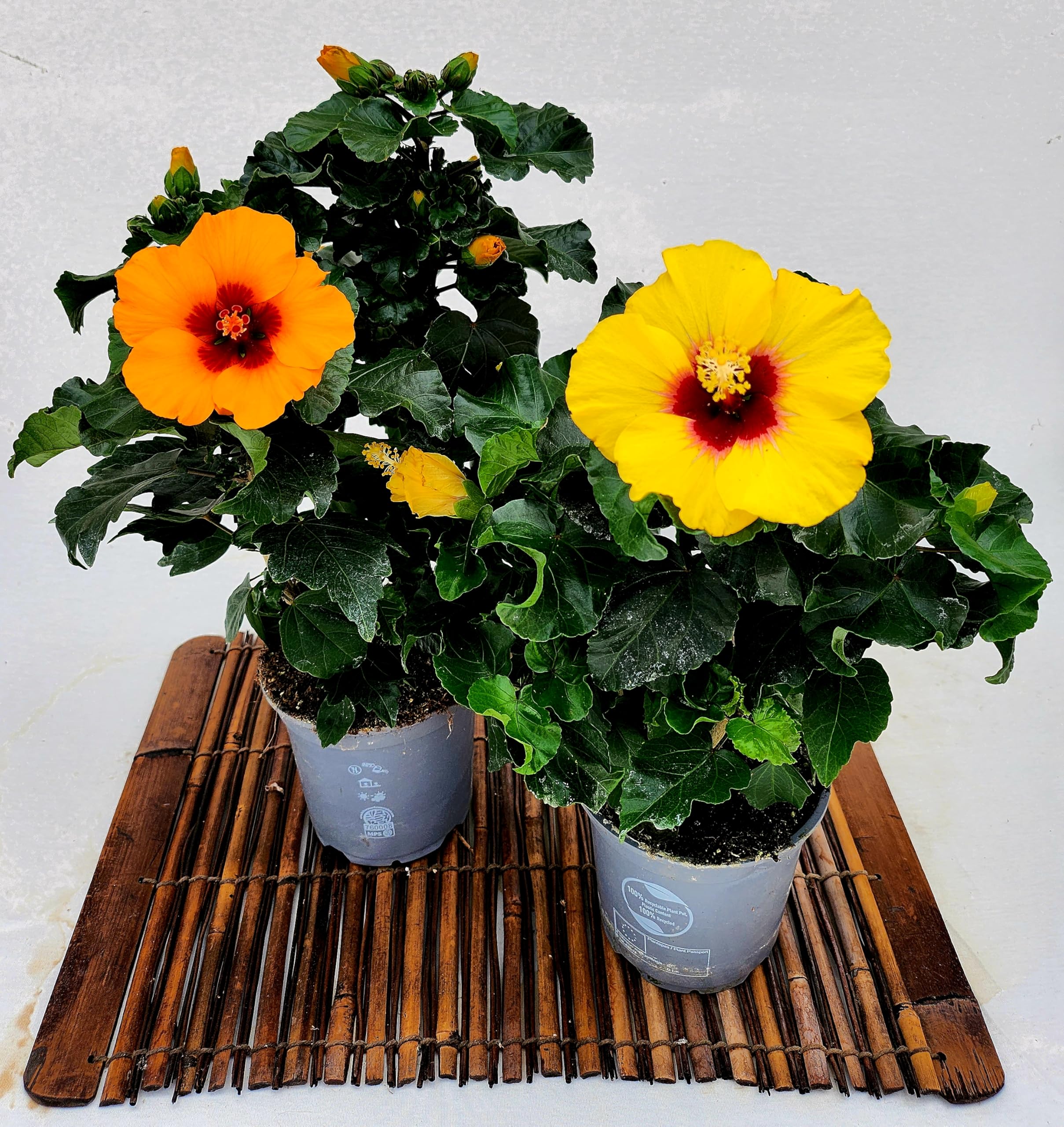 POWERS TO FLOWERS - HYBISCUS, IBISCO ARANCIO e GIALLO CON OCCHIO SCURO, VASO 13CM, 2 PIANTE, piante vere