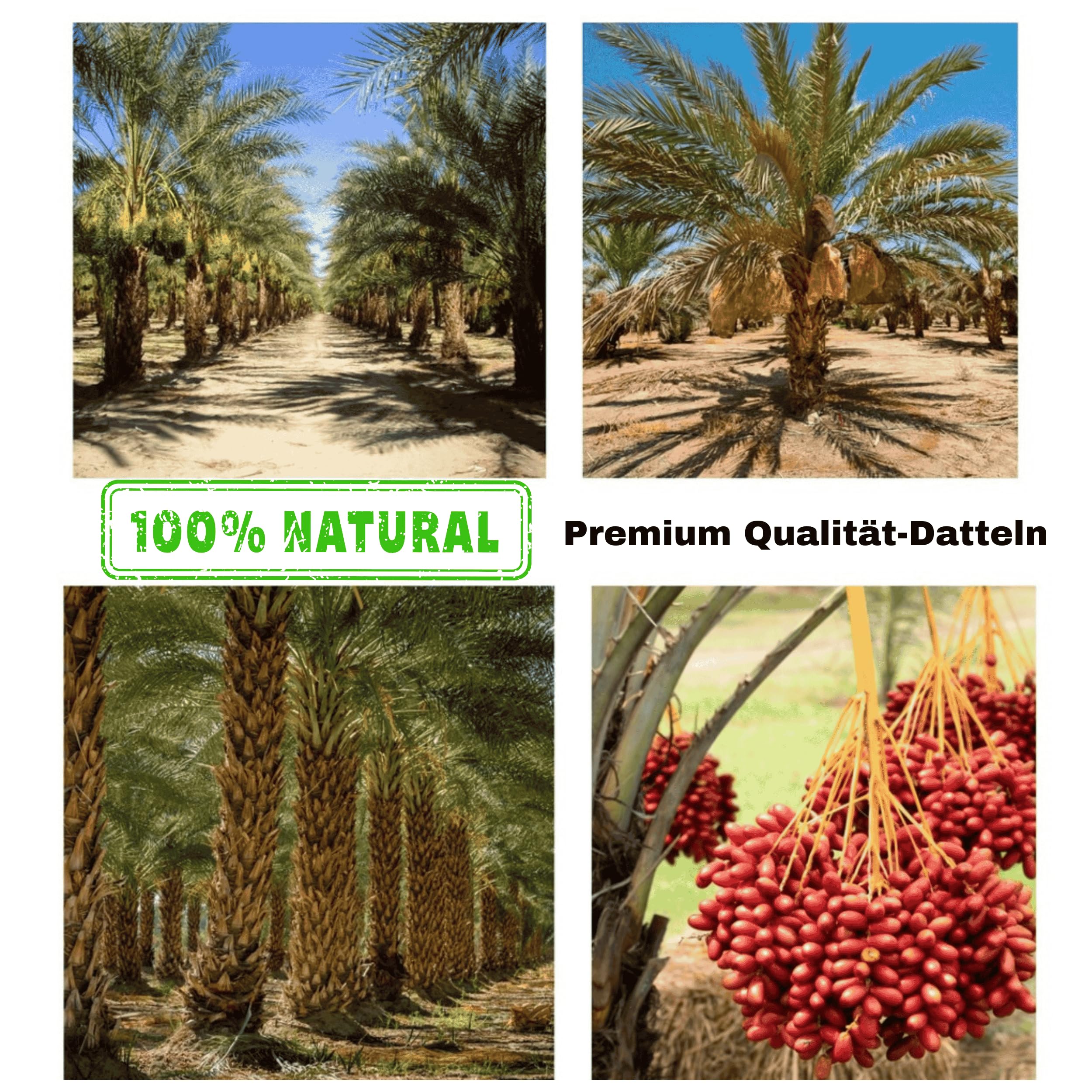 5 kg de dattes Medjoul Jumbo de qualité supérieure | Dattes fraîches 100 % naturelles, sans sucre ajouté, collation saine, source d'énergie, dattes de Palestine (5 kg de dattes Mejoul)