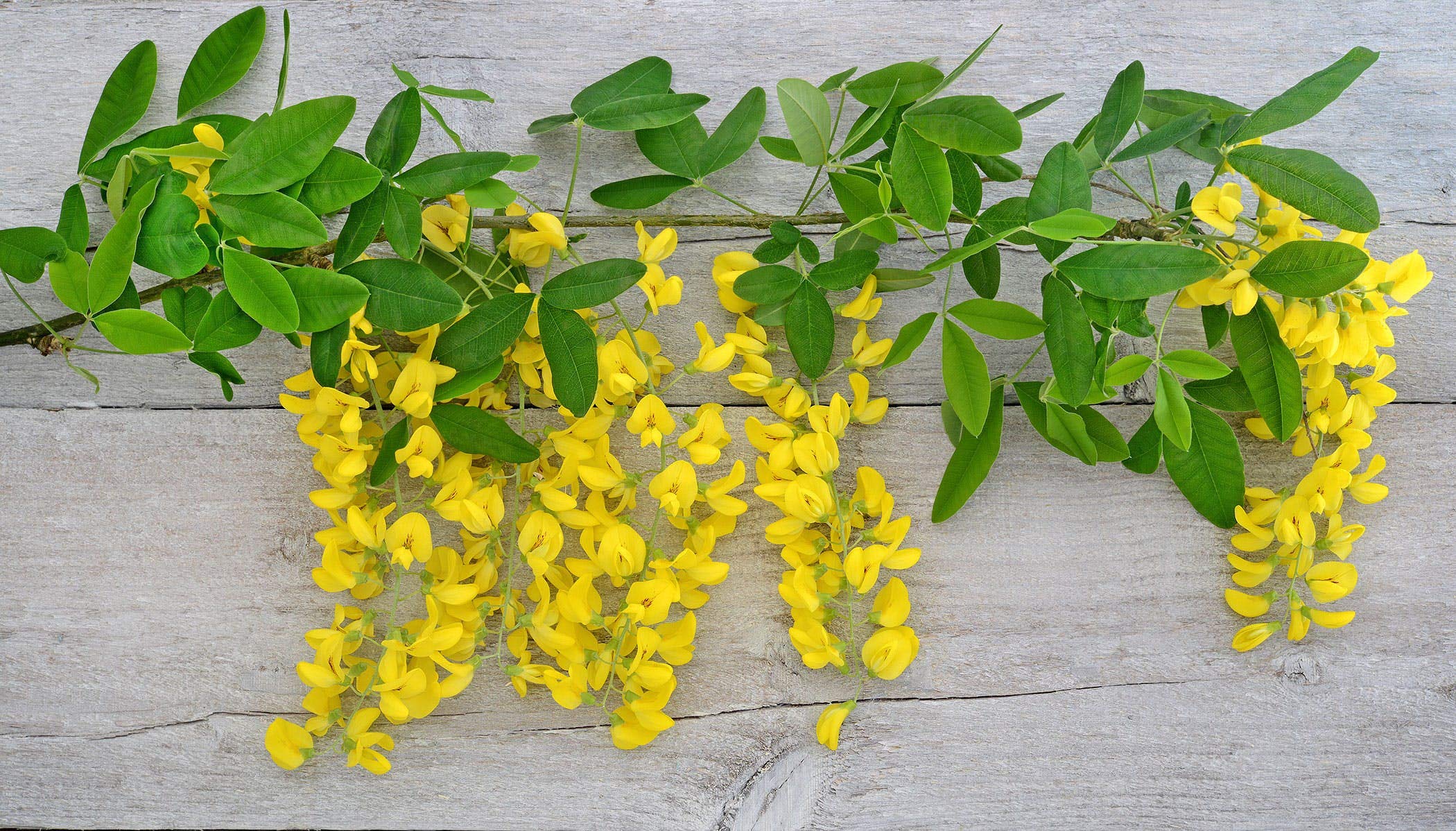 果樹 marudoraJin ao fen Golden  Side 278-128 Fig Tree - One Green World