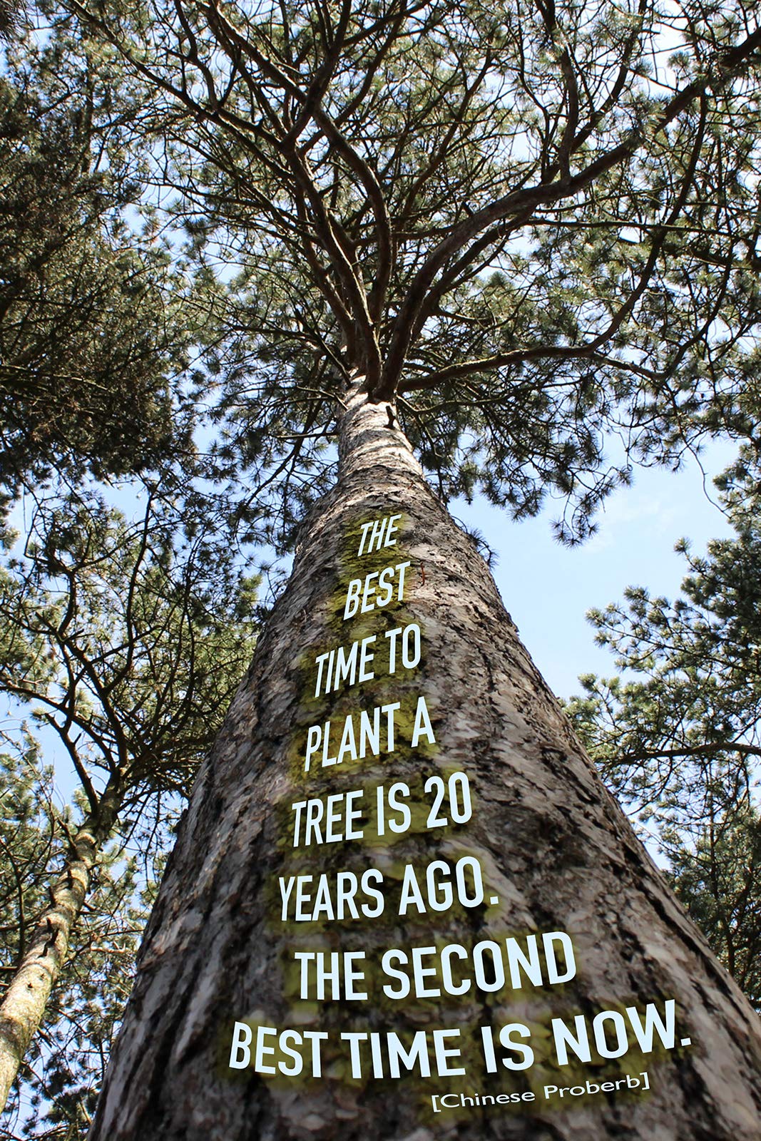 Best Time To Replant Trees