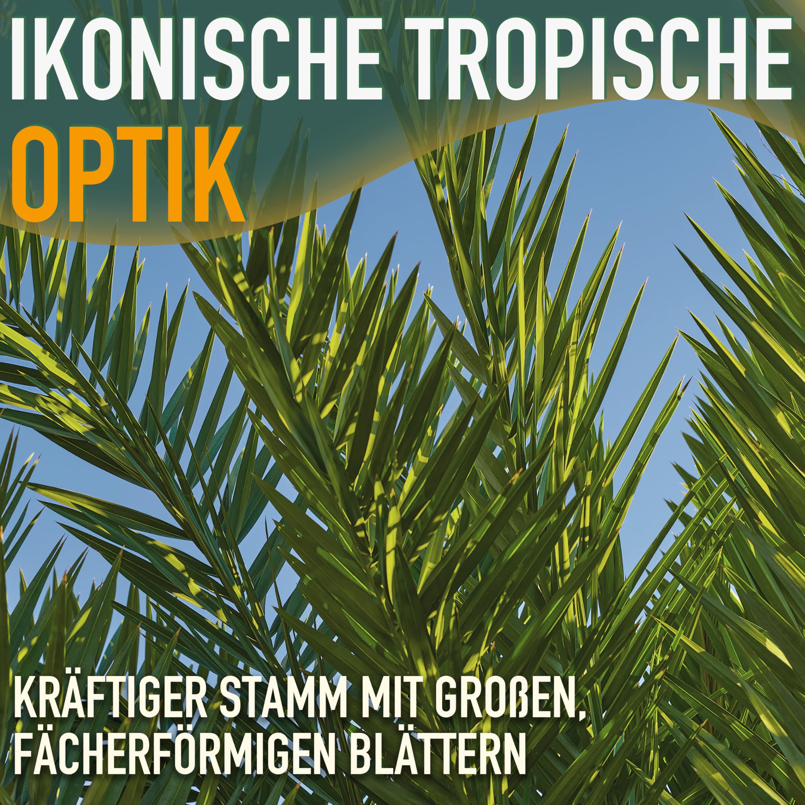 Phöenix Canariensis - Kanarische Dattelpalme 160cm für Innen & Außen - Winterhart & Pflegeleicht